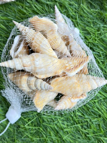 صدف زينه لاحواض السمك