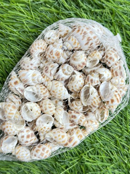 صدف زينه لاحواض السمك